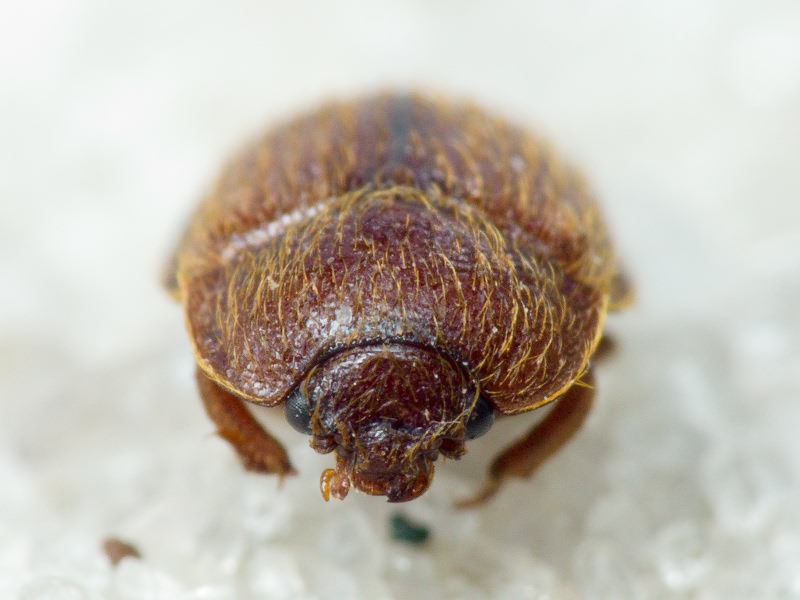 Pocadius ferrugineus (Fabricius, 1775)